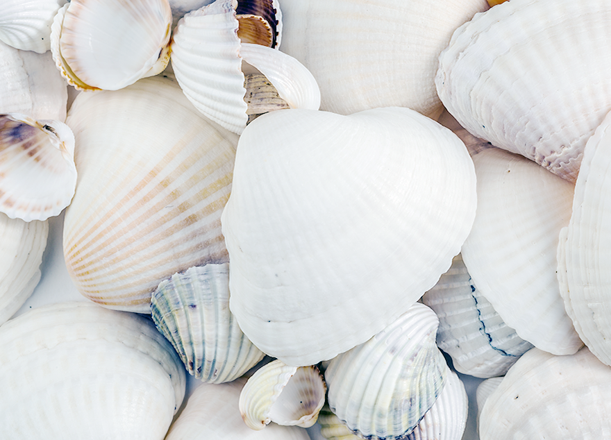 이창구 교수팀, ‘조개 껍질’ 활용 水처리 공정 고도화 기술 개발